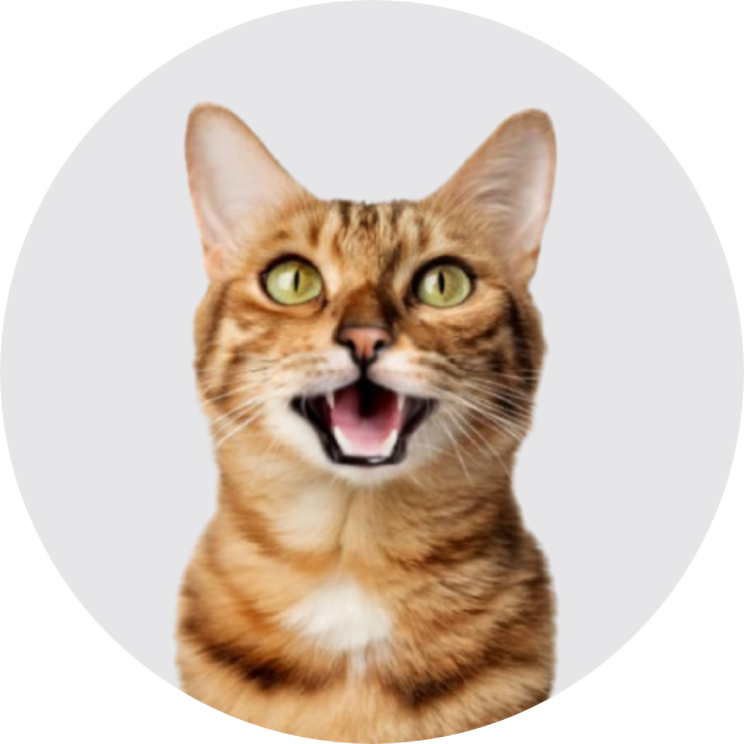 chat
