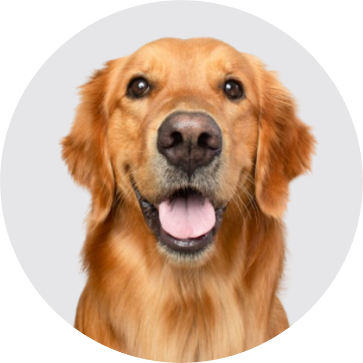 chien