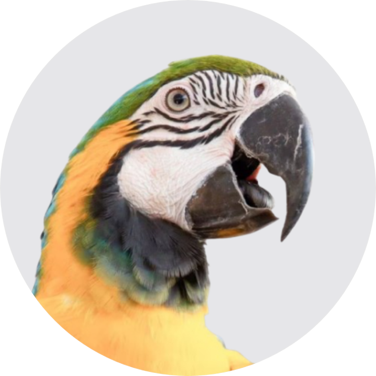 oiseau