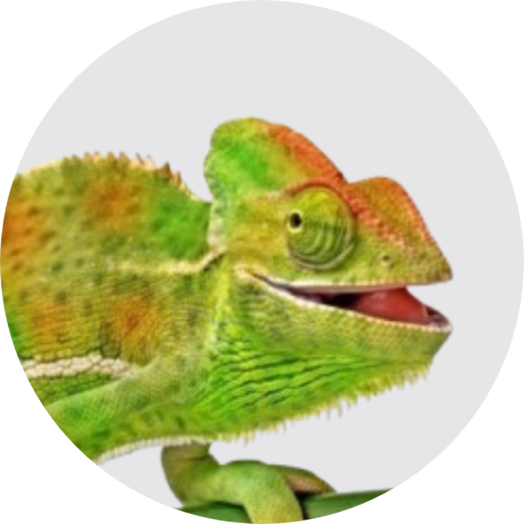 reptile