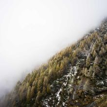 Coupe-Griffes Précision