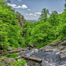 Cage Grande Taille avec Perchoirs