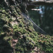 Terrine au Thon et Légumes