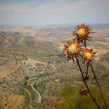 Souris en Peluche avec Herbe à Chat