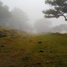 Granulés Perroquet Tropical