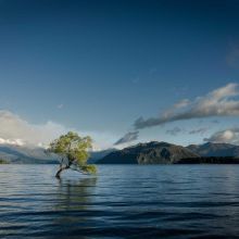 Lingettes Nettoyantes Pattes