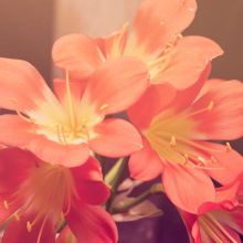 Roue d'Exercice Silencieuse