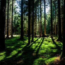 Granulés Perroquet Tropical